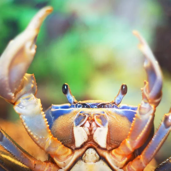 水族馆内多彩的宠物性彩虹蟹 — 图库照片