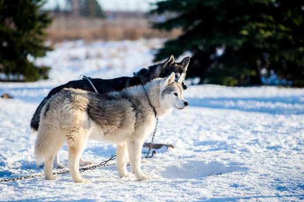 Husky Caminando Jugando Nieve Claro Día Soleado Invierno Laponia Finlandia — Foto de Stock