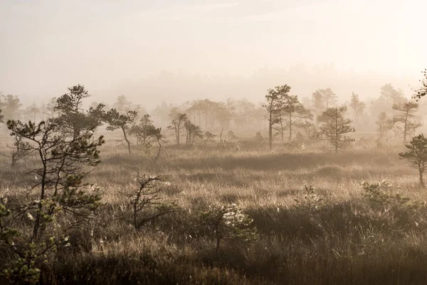 Mistig Moeras Bij Zonsopgang Dennenbomen Van Dichtbij Duidelijk Ochtendlicht Kemeri — Stockfoto