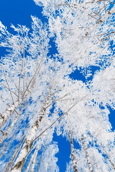 Met Sneeuw Bedekte Berkenbomen Tegen Een Heldere Blauwe Lucht Winterbos — Stockfoto