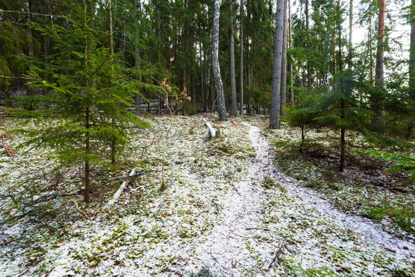 一条穿越白雪覆盖的针叶林 绿松和云杉树的小径 特写树木圆木 — 图库照片