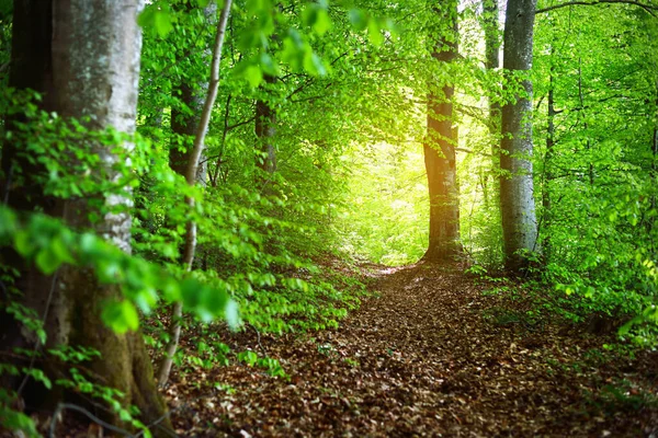 Літній Лісовий Ландшафт Зелений Буковий Ліс Дерева Змиваються Німеччина — стокове фото