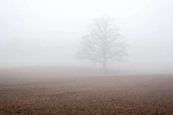 Landschaften Ein Leeres Landwirtschaftliches Feld Starken Morgennebel Alte Eiche Ohne — Stockfoto