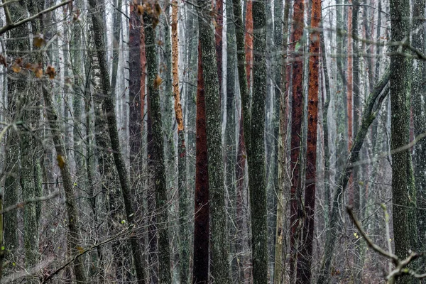 Scène Forêt Sombre Jour Automne Pluvieux Pin Mousse Bouleaux Branches — Photo