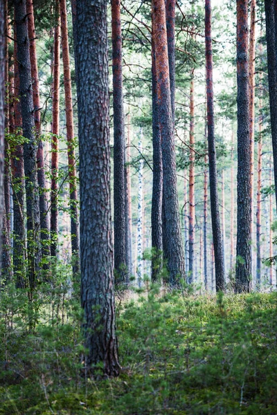 Pineta Sempreverde Tramonto Raggi Del Sole Attraverso Gli Alberi Lettonia — Foto Stock