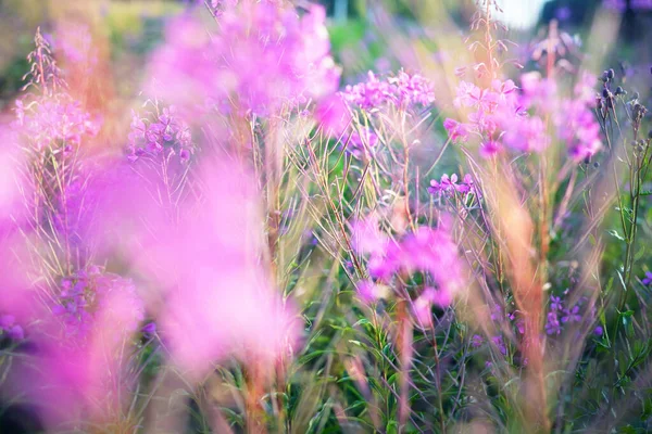 Summer Country Landscape Pink Flowers Sunset Close Warm Evening Sunlight — Stock Photo, Image