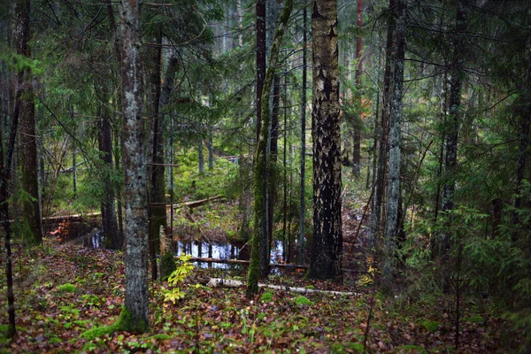 Morning Fog Pathway Forest Lake Pine Fir Trees Close Latvia — Stock Photo, Image