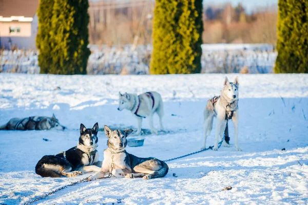 Husky Wandelen Spelen Sneeuw Een Heldere Zonnige Winterdag Lapland Finland — Stockfoto