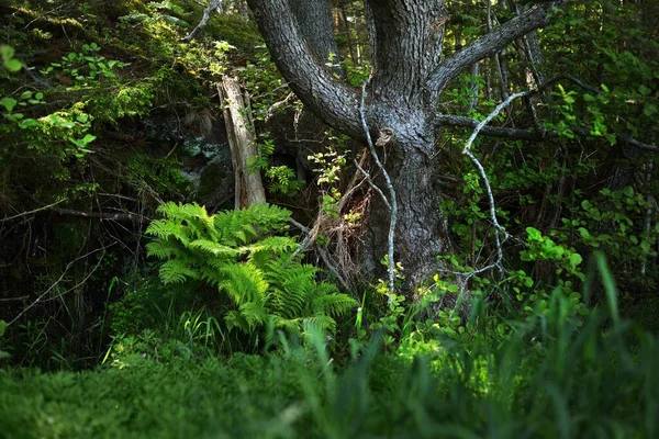 绿色的夏季森林场景 茂密的古树 石头和蕨树 爱沙尼亚Ruhnu岛 — 图库照片