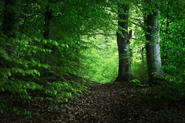 Sommarskogslandskap Grön Bokskog Träd Närbild Tyskland — Stockfoto