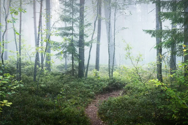 Dark Forest Scene Pine Trees Morning Fog Kemeri Latvia — Stock Photo, Image