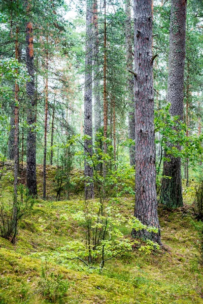 Zomer Landschap Dennenbos Regen Bomen Mos Varens Close — Stockfoto