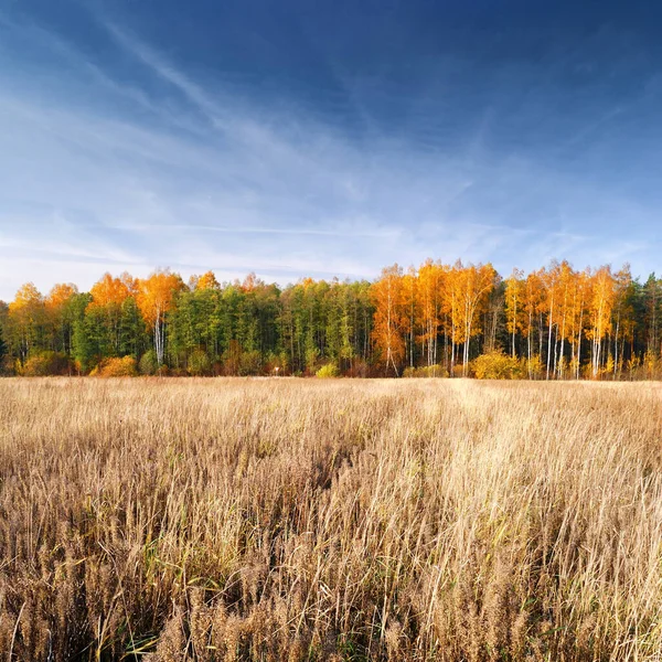 田舎の風景 秋のシーズン中の穀物畑 背景の森 ラトビア — ストック写真