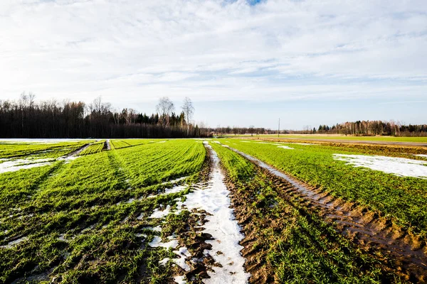 Début Printemps Paysage Rural Une Vue Champ Agricole Vert Contre — Photo