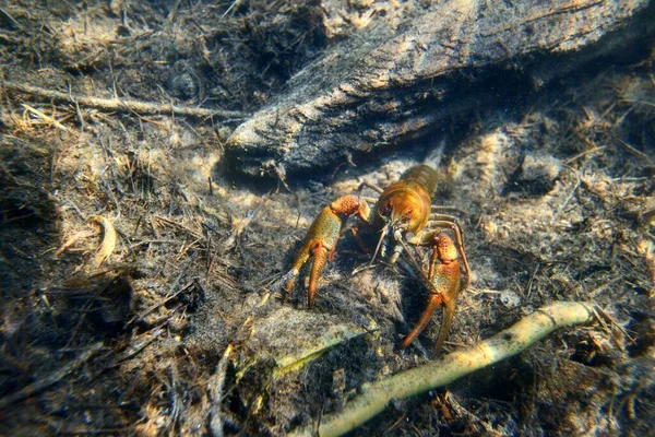 European Noble Crayfish Astacus Astacus Natural Habitat Lake Underwater Shot — Stock Photo, Image