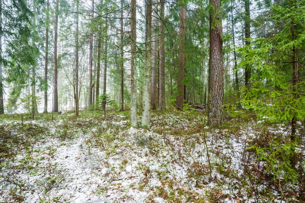 Paisagem Rural Inverno Névoa Branca Floresta Coberta Neve Pinhais Pura — Fotografia de Stock