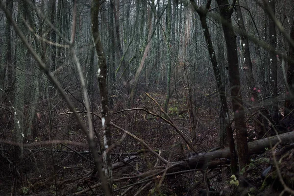 Scène Forêt Sombre Jour Automne Pluvieux Pin Mousse Bouleaux Branches — Photo