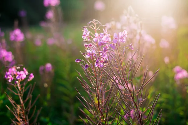 Fiori Rosa Tramonto Primo Piano Campi Campagna Fiore Paesaggio Estivo — Foto Stock