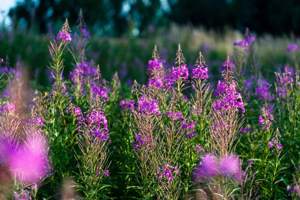 Rosa Blommor Vid Solnedgången Närbild Ett Blommande Land Fält Sommarlandskap — Stockfoto