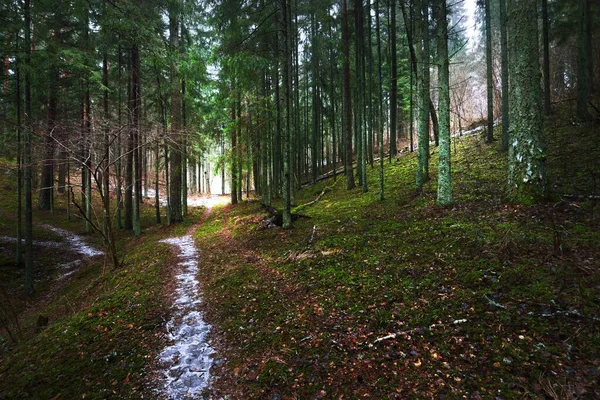 Esrarengiz Kozalaklı Ormanda Donmuş Kırsal Yol Doğal Tünel Evergreen Çam — Stok fotoğraf