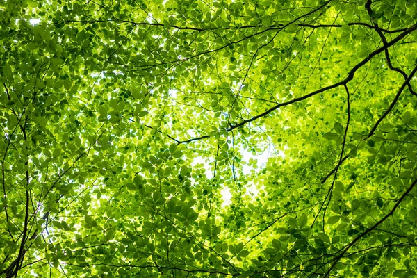 Καλοκαιρινό Δάσος Πράσινο Δάσος Οξιάς Δέντρα Κοντά Γερμανία — Φωτογραφία Αρχείου