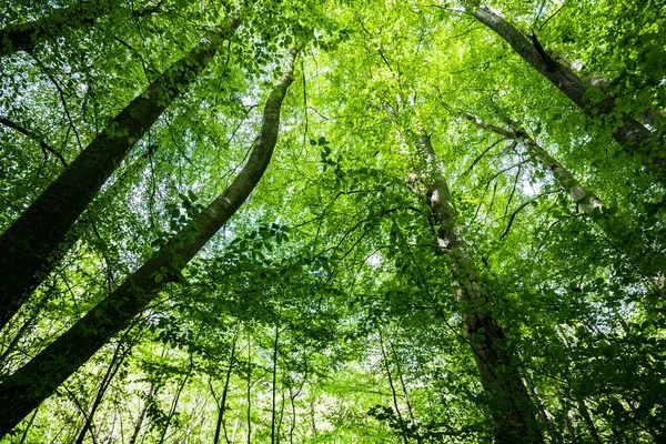 Paisagem Florestal Verão Floresta Faia Verde Árvores Fechadas Alemanha — Fotografia de Stock