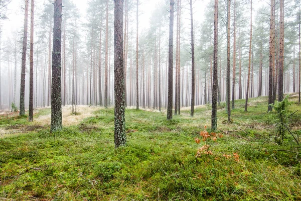 Krajobraz Lasu Poranna Mgła Wśród Sosen Pochmurny Zimowy Dzień Łotwa — Zdjęcie stockowe