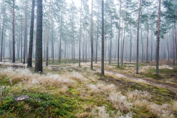 Het Boslandschap Ochtendmist Door Pijnbomen Een Bewolkte Winterdag Letland — Stockfoto