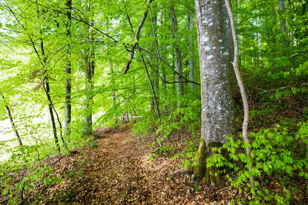 Paisagem Florestal Verão Floresta Faia Verde Árvores Fechadas Alemanha — Fotografia de Stock