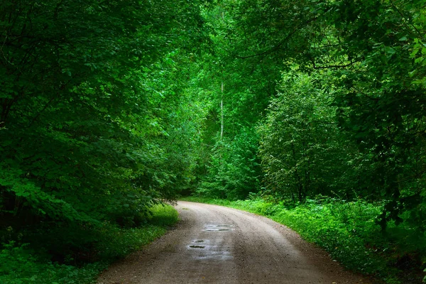 Grön Sommarskog Solig Dag Lettland — Stockfoto