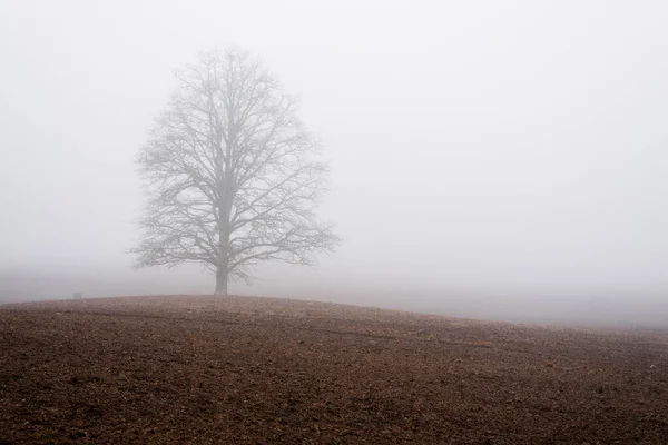 Country Landscape Empty Agricultural Field Strong Morning Fog Old Oak — Stock Photo, Image