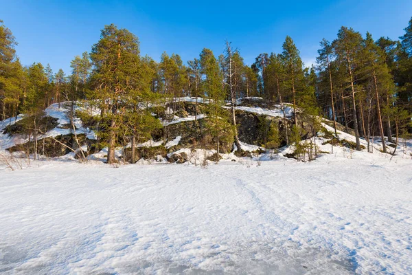 Klarblå Himmel Ovanför Den Snötäckta Frusna Floden Gamla Vintergröna Träd — Stockfoto