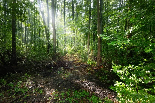 Una Vista Verde Bosque Pantanoso Después Lluvia Rayos Sol Través — Foto de Stock