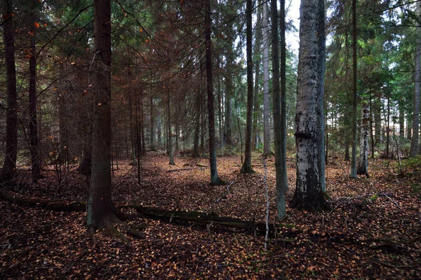 Herfst Landschap Donkere Bosscène Mossige Dennen Dennenbomen Bij Zonsondergang Gouden — Stockfoto