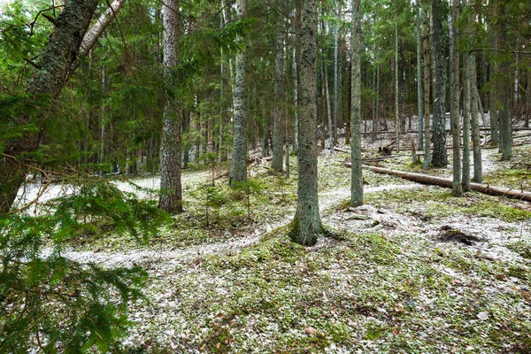 눈덮인 침엽수림 소나무와 가문비나무 나무가 우거진 지나는 — 스톡 사진