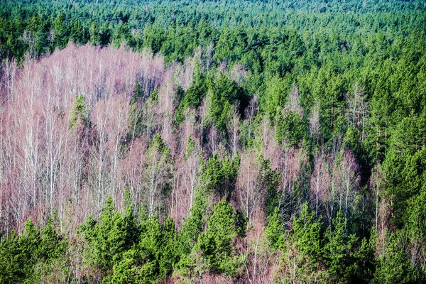 Légi Kilátás Egy Nagy Nyírfa Erdő Egy Tiszta Téli Napon — Stock Fotó