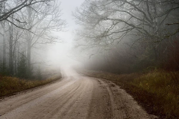 Landskap Tom Grusväg Genom Gamla Träden Stark Morgondimma Skog Bakgrunden — Stockfoto