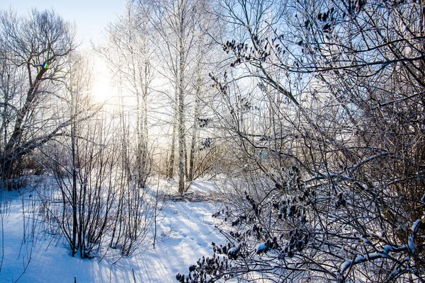 Paesaggio Rurale Una Vista Sul Campo Innevato Betulle Una Giornata — Foto Stock