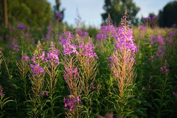 日落时的粉红色花朵 盛开的乡村田野 夏天的风景温暖的黄昏阳光 拉脱维亚 — 图库照片
