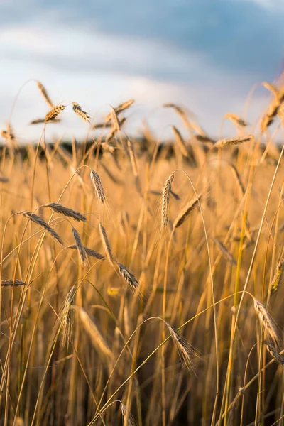 Landwirtschaftliche Getreidefelder Bei Sonnenuntergang Wald Hintergrund Bunte Abendwolken Landschaften Lettland — Stockfoto