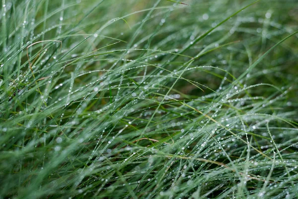 Green Grass Dew Close Forest Rain Latvia — Stock Photo, Image