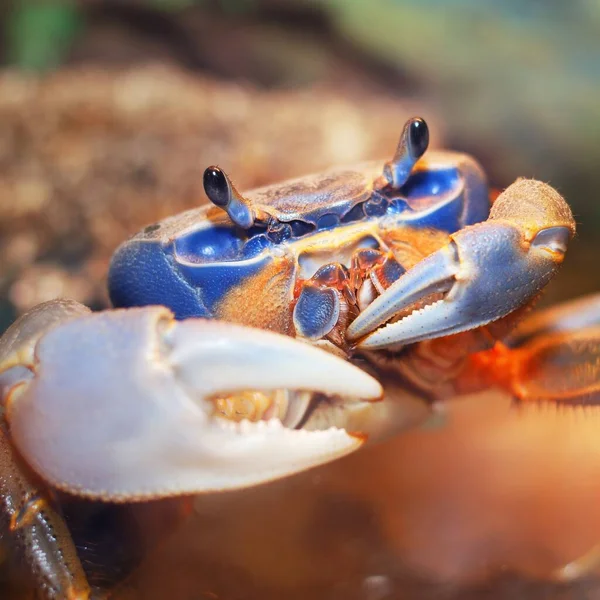 Colorful pet rainbow crab Cardisoma armatum in aquarium