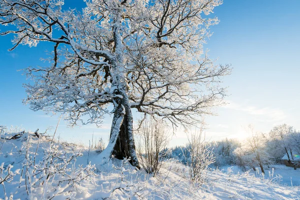 날씨가 눈덮인 라트비아 — 스톡 사진