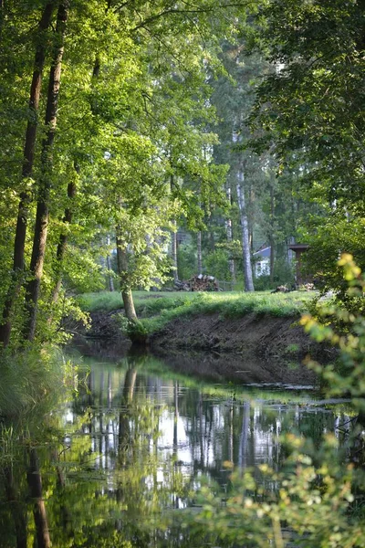 Río Pantanoso Árboles Verdes Atardecer Día Verano Despejado Letonia —  Fotos de Stock