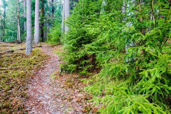 Paisaje Invierno Niebla Blanca Bosque Pinos Pura Luz Mañana Pasarela — Foto de Stock