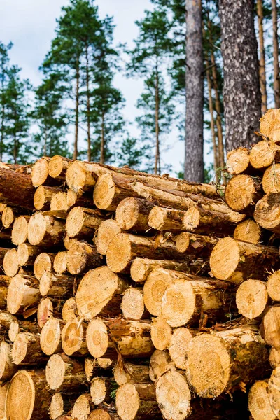 Leña Bosque Pinos Cerca Letonia — Foto de Stock