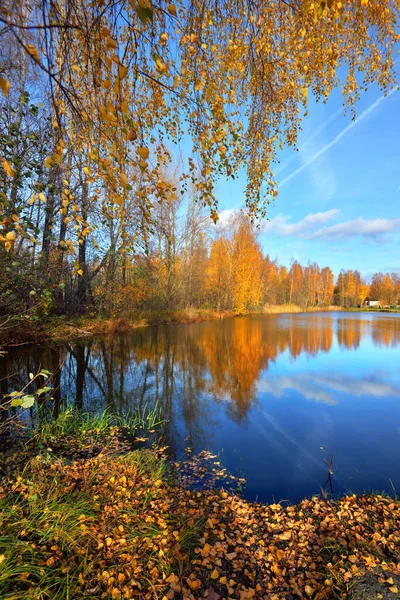 秋天乡村风景 森林河流和树木为背景 拉脱维亚 日落时分 蓝天映衬下的金桦树 — 图库照片
