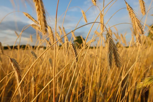 Agricultural Crop Field Sunset Texture Close View Pure Golden Light — Stock Photo, Image