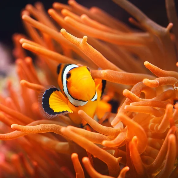 Amphiprion Ocellaris Pesce Pagliaccio Nell Anemone Enriromnente Marino Naturale — Foto Stock