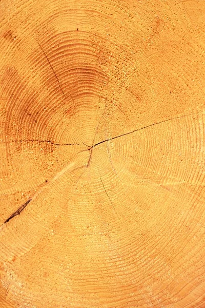 Frisch Gemachtes Brennholz Wald Aus Nächster Nähe Holzmuster Textur Hintergrund — Stockfoto